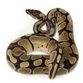 Royal, Ball Python (regius) Royalty Free Stock Photo