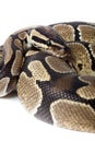 Royal, Ball Python (regius) Royalty Free Stock Photo