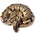 Royal, Ball Python (regius)