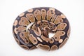 A Royal/Ball Python Royalty Free Stock Photo