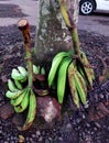 Royal banana & x28;gedang agung& x29; unique local fruit fron lumajang Royalty Free Stock Photo