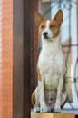 Basenji dog sitting concentrated while guarding the house it lives