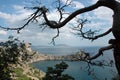 Royal bay view with tree. Crimea.