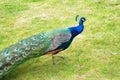 The royal beauty of the jungle. Peacock bird. Peacock or male peafowl with extravagant plumage. Beautiful peacock with Royalty Free Stock Photo