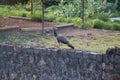 The royal beauty of the jungle. Peacock bird. Peacock or male peafowl with extravagant plumage. Beautiful peacock with eyespotted