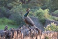 The royal beauty of the jungle. Peacock bird. Peacock or male peafowl with extravagant plumage. Beautiful peacock with eyespotted Royalty Free Stock Photo