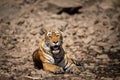 Tired, weak and hungry tiger from days. Wild cat in natural habitat at ranthambore national park, Rajasthan