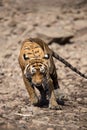 Tired, weak and hungry tiger from days. Wild cat in natural habitat at ranthambore national park, Rajasthan