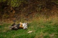 A royal bengal male tiger with different yoga postures and expressions on a green grass at ranthambore