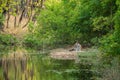 Royal bengal male tiger resting near water body. Animal in green background near forest stream at bandhavgarh national park, india