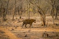 A royal bengal male tiger on stroll for scent marking in his territory. roaming in jungle crossing road. A side profile of tiger