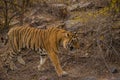 A royal bengal male tiger on stroll for scent marking in his territory. roaming in jungle crossing road. A side profile of tiger Royalty Free Stock Photo