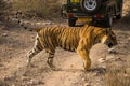 A royal bengal male tiger on stroll for scent marking in his territory. roaming in jungle crossing road. A side profile of tiger Royalty Free Stock Photo