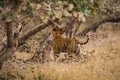 A royal bengal male tiger on stroll for scent marking in his territory. roaming in jungle crossing road. A side profile of tiger Royalty Free Stock Photo