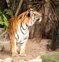 Royal Bengal tiger Royalty Free Stock Photo