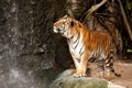 Royal Bengal tiger Royalty Free Stock Photo