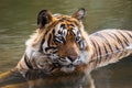Royal Bengal Tiger Royalty Free Stock Photo