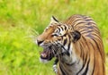 Royal Bengal tiger Royalty Free Stock Photo