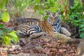 Royal bengal tiger of Bandhavgarh national park India