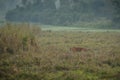 Royal bengal tiger in a beautiful nature habitat of kaziranga national park in India