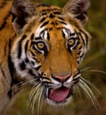 Royal bengal tiger closeup#2