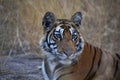 Royal Bengal Tiger closeup of face, Panthera tigris, Panna Tiger Reserve, Royalty Free Stock Photo