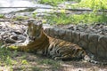 Royal Bengal Tiger Cub resting in Shade Royalty Free Stock Photo