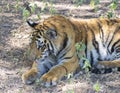 Royal Bengal Tiger Cub resting in Shade Royalty Free Stock Photo