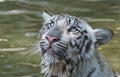 Royal Bengal tiger Royalty Free Stock Photo