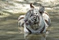 Royal Bengal tiger Royalty Free Stock Photo