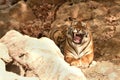 Royal Bengal tiger is displaying a big yawn Royalty Free Stock Photo