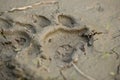Royal Bengal tiger footprint in mud Royalty Free Stock Photo