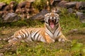 Royal Bengal Tiger growling Royalty Free Stock Photo