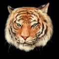 ROYAL BENGAL TIGER HEAD ISOLATED ILLUSTRATION Royalty Free Stock Photo