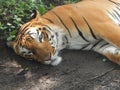 Royal Bengal Tiger image, this image is a close concept. Royalty Free Stock Photo