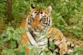 Royal Bengal Tiger India Royalty Free Stock Photo