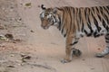 Royal Bengal Tiger in India Bandhavgarh