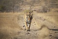 Wild Royal Bengal Tiger of India. Royalty Free Stock Photo