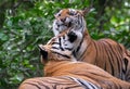 Royal Bengal Tiger or Indian Tiger Panthera tigris tigris Pair Playing Royalty Free Stock Photo