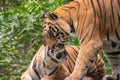 Royal Bengal Tiger or Indian Tiger Panthera tigris tigris Pair Playing Royalty Free Stock Photo