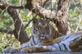 Royal Bengal Tiger or Indian Tiger  Panthera tigris tigris  Resting Royalty Free Stock Photo