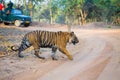 Royal Bengal Tiger Jungle safari