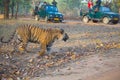 Royal Bengal Tiger Jungle safari and tourists in national park