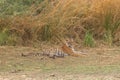 A royal bengal tiger lazing in the shade at Ranthambore National Park in Rajasthan