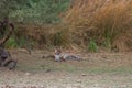 A royal bengal tiger lazing in the shade at Ranthambore National Park in Rajasthan