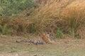 A royal bengal tiger lazing in the shade at Ranthambore National Park in Rajasthan