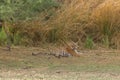 A royal bengal tiger lazing in the shade at Ranthambore National Park in Rajasthan