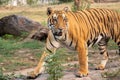 Royal Bengal tiger Looking aggressively