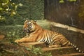 Royal Bengal Tiger resting in a zoo Royalty Free Stock Photo