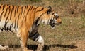 Royal Bengal tiger in Mukundpur Zoo Madhya Pradesh